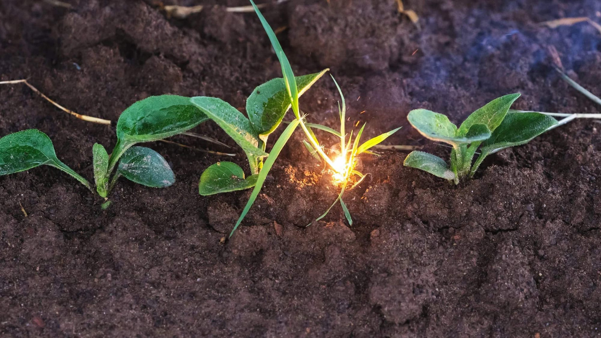 Laser array firing on weeds among crop seedlings